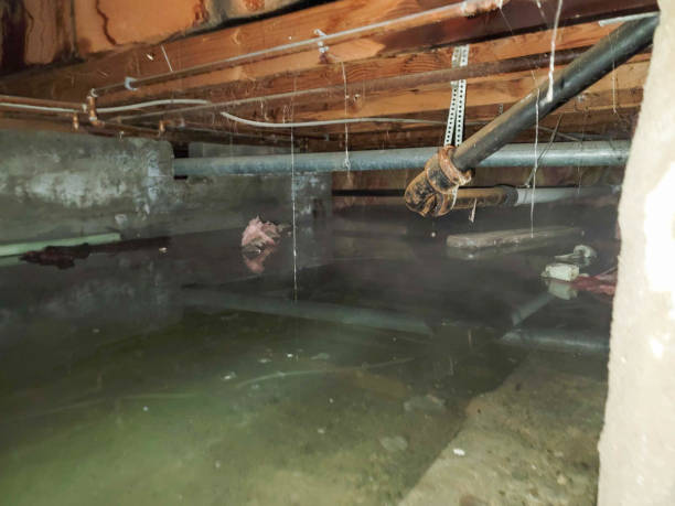 Best Basement water damage restoration  in Belle, WV
