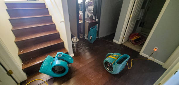 Best Water damage cleanup near me  in Belle, WV