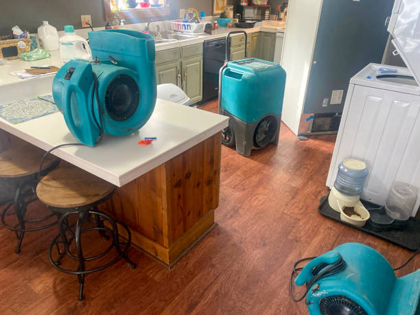Best Mold removal after water damage  in Belle, WV