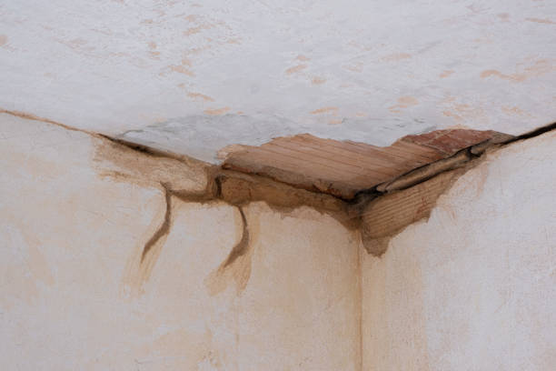 Best Carpet water damage restoration  in Belle, WV