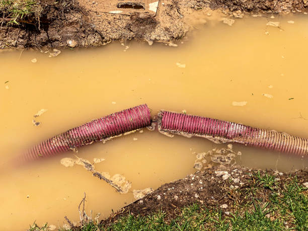 Best Water damage contractors near me  in Belle, WV