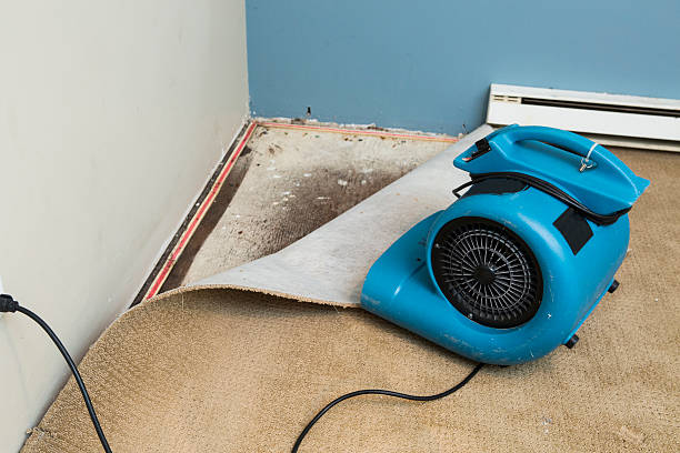 Best Water damage cleanup near me  in Belle, WV